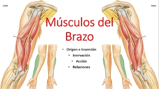 Anatomía  Músculos del Brazo Origen Inserción Inervación Acción Relaciones [upl. by Gaye]