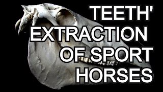 Teeth extraction of sports horses ENG subtitles [upl. by Lieberman]