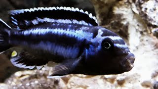 Electric Blue Johanni cichlid Aggressive Malawi Mbuna 4k [upl. by Attenod355]