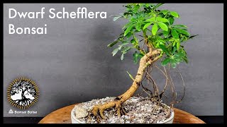 Dwarf Schefflera Bonsai  Trim amp repot [upl. by Leunas]