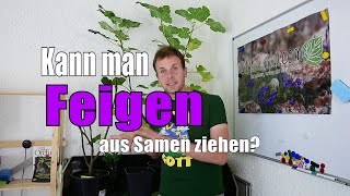 Feigen 🌳  Kann man FEIGEN aus SAMEN ziehen  wwwfeigenhofberglende 🌻  Gartenschlaucom [upl. by Moore]