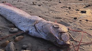 Rare deepsea oarfish washes ashore along California coast again [upl. by Jefferey39]