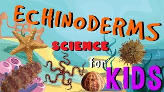 Echinoderms  Starfish Invertebrate Animals  Science for Kids [upl. by Barta428]