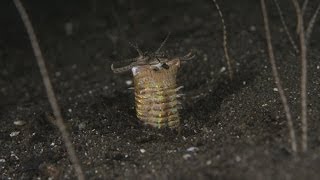 Komodo Bobbit Worms [upl. by Adroj343]