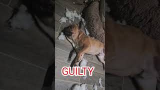 Guilty Or Not Frenchie Destroys His Pal Bluey [upl. by Arika598]