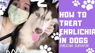 EHRLICHIA IN DOGS  HOW TO TREAT THIS TICK BORNE DISEASE [upl. by Arnon]