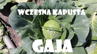 Wczesna kapusta Gaja❗🥬🔪 [upl. by Oalsinatse]