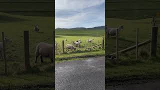 Sheep Sound  Sheep nztravell nznature shortvideo [upl. by Hattie]