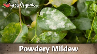 Powdery Mildew  Organic Gardening [upl. by Alana859]