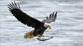 Eagle Attacked the fish [upl. by Onahpets383]