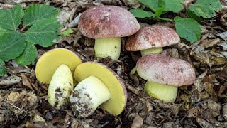 2023  Il porcino dei Re Butyriboletus regius [upl. by Arukas]