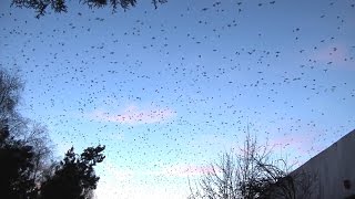 Large flock of crows in Bucharest [upl. by Hofmann]