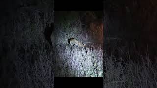 Shorts Rare sigthings Serval cat hunting in the bush [upl. by Alene]