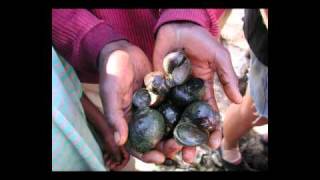 Quelques poissons du Lac Tanganyika  © MM © [upl. by Calondra]