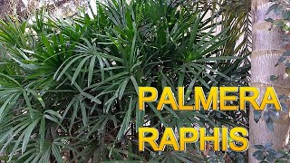 PALMERA RAPHIS [upl. by Eelyab]