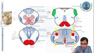 Medulla Oblongata  Cross Sectional Anatomy [upl. by Molini]