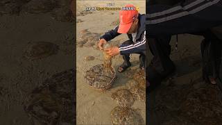 Rescue mission part 6 Over 100 jellyfish safely returned to their home 🌴 [upl. by Quick]