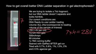 How to achieve good separation of leader bands in gel electrophoresis [upl. by Firahs282]