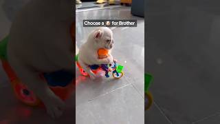 Choose a Dog 🐕 for Brother ❤️ pets dogs shorts [upl. by Lancelle241]