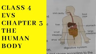 CLASS 4 EVS CHAPTER 3 THE HUMAN BODY [upl. by Hsiri404]