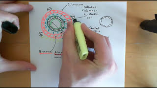 Asthma and Antiasthmatic Drugs Part 2 [upl. by Alihet]