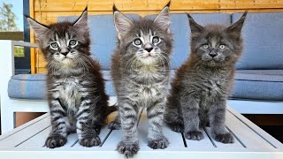 Maine Coon Kittens Growing Up  Day 1  100 [upl. by Aitselec]