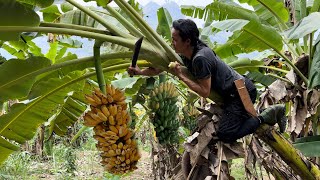 Harvest Bananas Make banana cakes to sell at the market  king kong amazon  vang hoa [upl. by Steven]