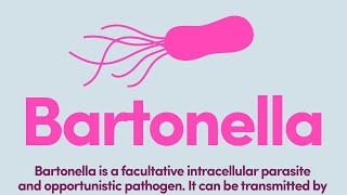 Bartonella Infection Symptoms Diagnosis Treatment Lyme Dr Joseph Burrascano informs [upl. by Ilrac68]