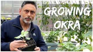 Beginners Guide To Growing Okra  Grow Bhindi In UK [upl. by Nosyd]