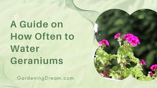 A Guide on How Often to Water Geraniums [upl. by Lussier]