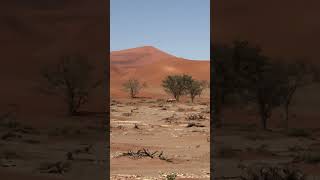 Wild Oryx spotted in Namibia 🇳🇦 oryx namibia wildlife desert namib [upl. by Hubsher]