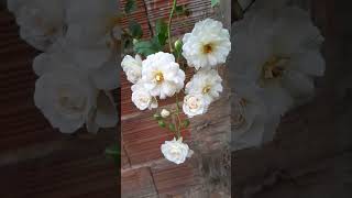 Rosa moschata lindas flores plantas short flores natureza [upl. by Anned]