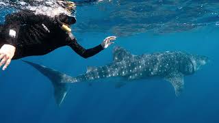 Part 5Sights of Exmouth swimming with the Whale Sharks and snorkeling Ningaloo Reef [upl. by Lindemann]