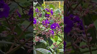 💜TIBOUCHINA URBILLEANA 🧡CROCOSMIA CRCOSMIIFLORA 🤍LIRIO [upl. by Broderic]