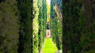 arborvitae treeline at the Italian village Germany [upl. by Hnad180]