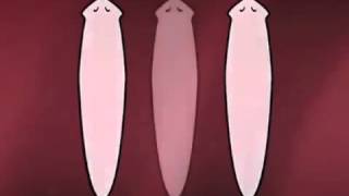 Planarian regeneration cut [upl. by Anissej]