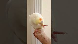 Adorable Cockatiel Milos Cute Singing Moments 🎶🦜🥰 cockatielscraze birdsinging milothecockatiel [upl. by Enomed]