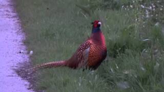 Pheasant Evening Call  Fazant Avondroep Phasianus Colchicus [upl. by Enirhtac426]