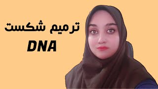 ترمیم شکست DNA [upl. by Yemrej]