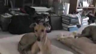 Greyhounds watching howling greyhound video [upl. by Ogilvie566]