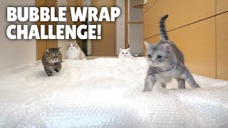 Bubble Wrap Challenge Cats Try to Walk on Bubble WrapㅣKittisaurus [upl. by Nylatsyrk]