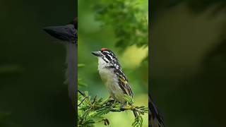 THE REDFRONTED TINKERBIRD Pogoniulus pusillus [upl. by Miru]