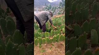 Cactus Farming satisfying shot [upl. by Ainerbas]