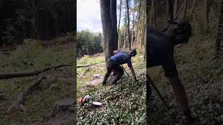 Big Ol tree 🌳 training treefelling forestry bigtree treeremoval chainsaw 💪🪓👍 [upl. by Pittman]