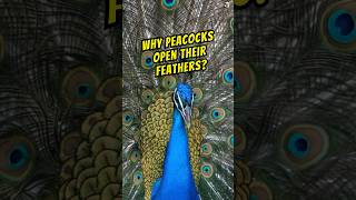 Why peacocks spread their feathers animals wildlife animalfacts peacock [upl. by Kelly951]