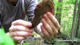 Reishi Hunt Wild Reishi In The Forest [upl. by Ynaffi]