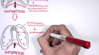 Mechanism of Breathing [upl. by Tace]