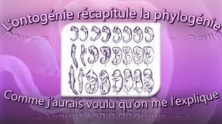 L’ontogénie récapitule la phylogénie comme j’aurais voulu qu’on me l’explique [upl. by Annaoj]