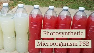 How to do photosynthetic microorganisms PSB  liquit fertilizer [upl. by Eriha143]