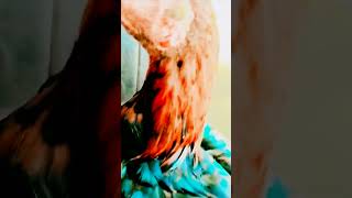 parrot Beak Aseel Murga viral aseel 😎👆 [upl. by Asillam341]